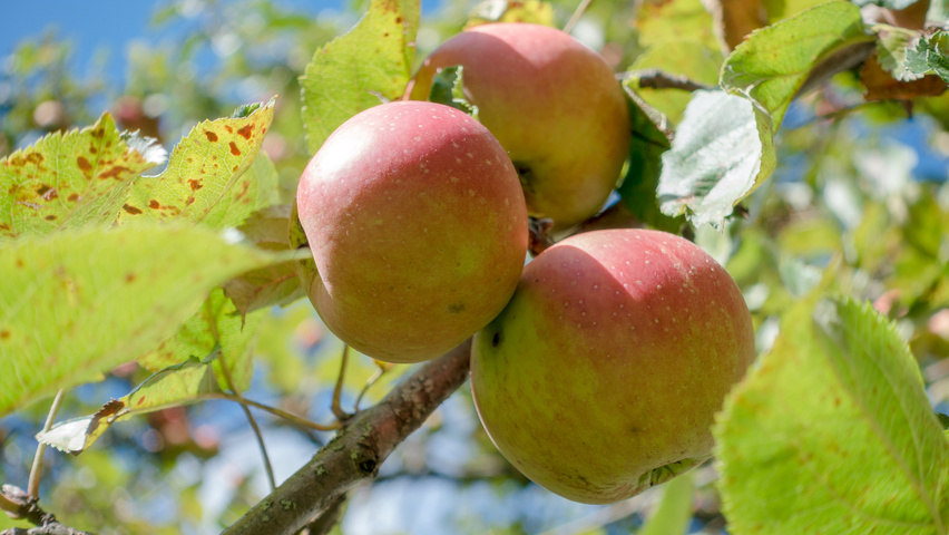 Malus domestica fruits