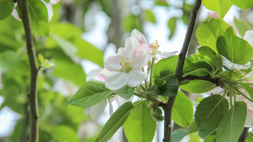 Malus domestica 'Golden Pearmain' bloem
