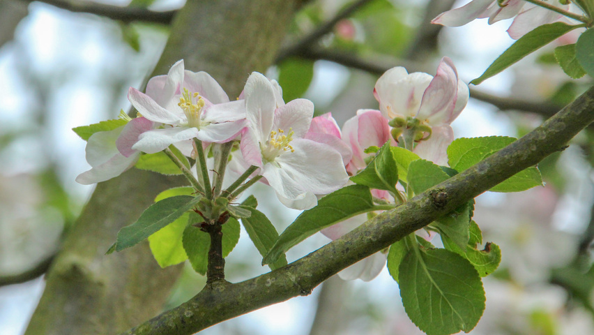 Malus domestica 'Golden Pearmain' bloem