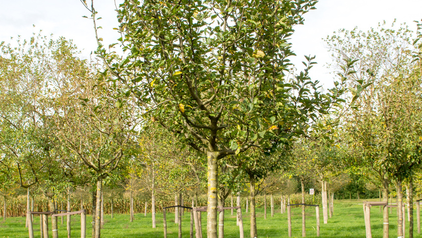 Malus domestica 'Golden Pearmain' hoogstam