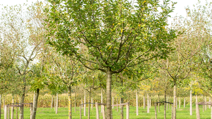 Malus domestica 'Golden Pearmain' hoogstam