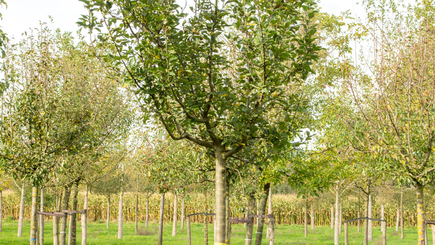 Malus domestica 'Golden Pearmain' hoogstam