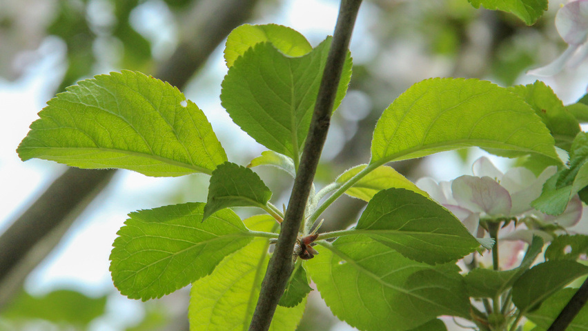 Malus domestica 'Golden Pearmain' blad