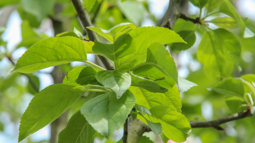 Malus domestica 'Golden Pearmain' blad