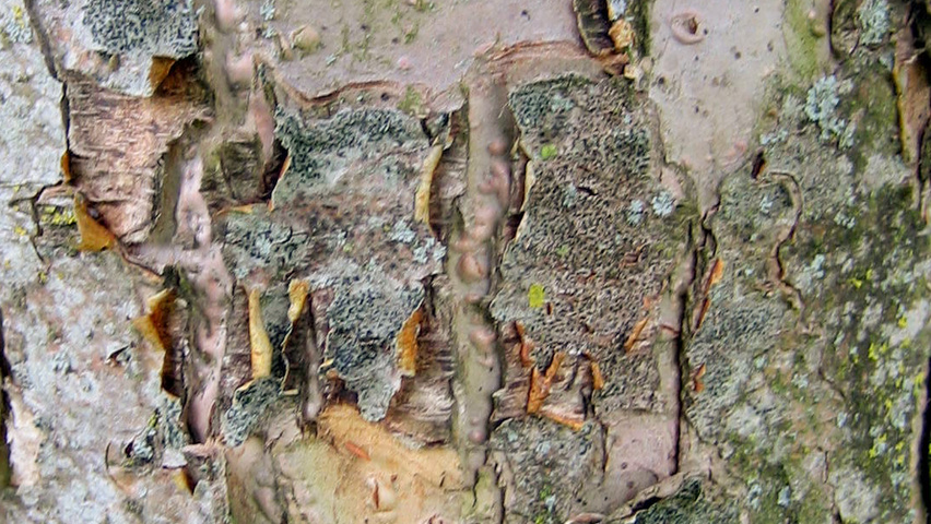 Malus domestica 'Gravensteiner' bast