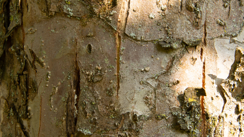 Malus domestica 'Gravensteiner' bast