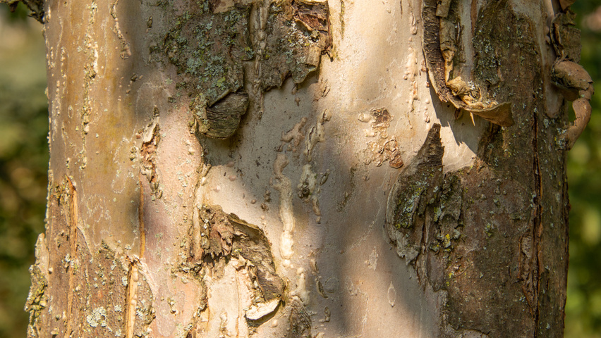 Malus domestica 'Gravensteiner' bast