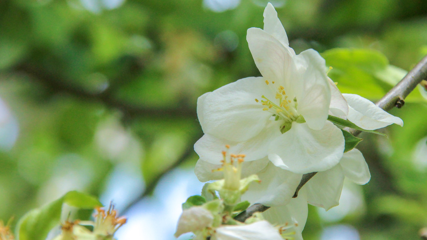 Malus domestica 'Gravensteiner' bloem