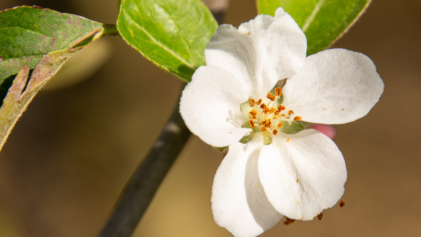 Malus domestica 'Gravensteiner' bloem