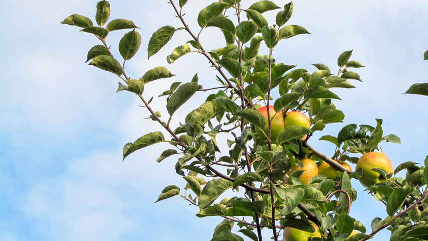 Malus domestica 'Gravensteiner' vrucht