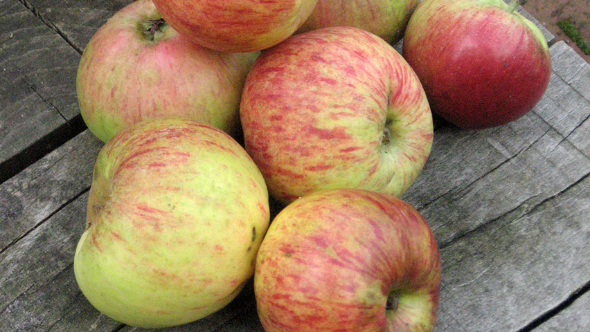 Malus domestica 'Gravensteiner' vrucht