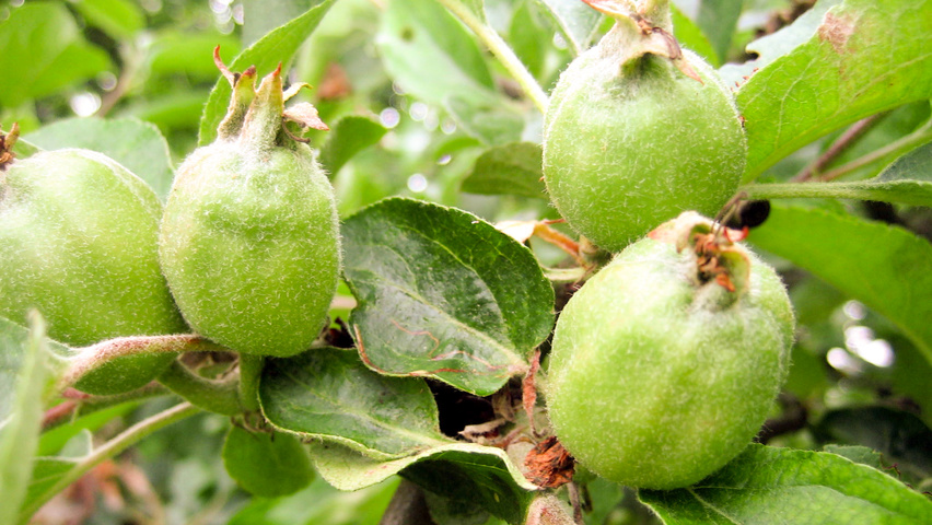 Malus domestica 'Gravensteiner' vrucht