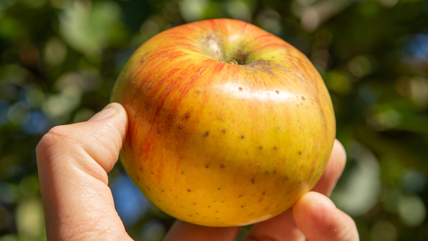 Malus domestica 'Gravensteiner' vrucht