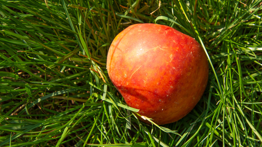 Malus domestica 'Gravensteiner' vrucht