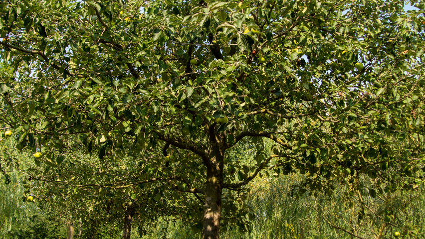 Malus domestica 'Gravensteiner' hoogstam