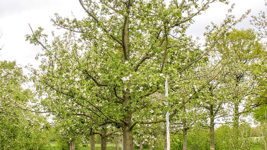 Malus domestica 'Gravensteiner' hoogstam