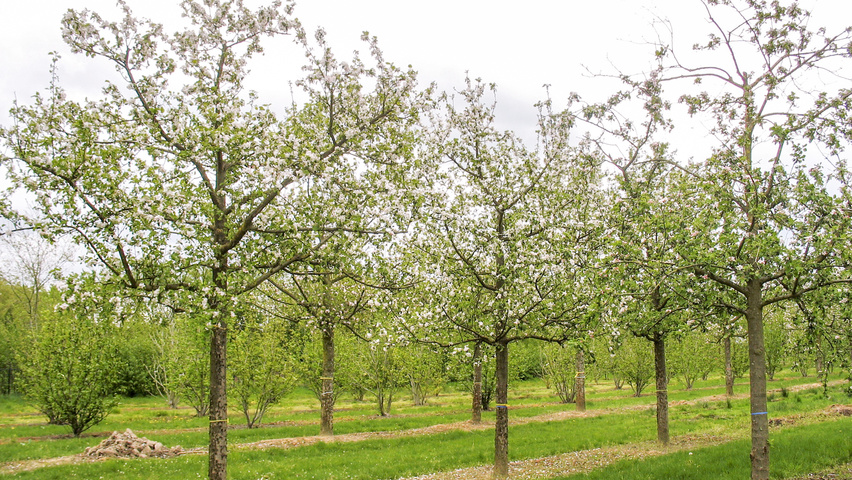 Malus domestica 'Gravensteiner' hoogstam