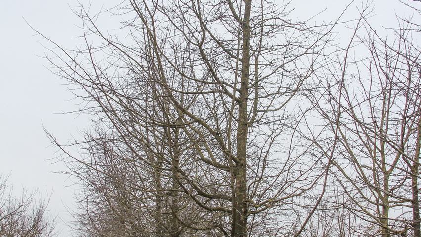 Malus domestica 'Gravensteiner' hoogstam