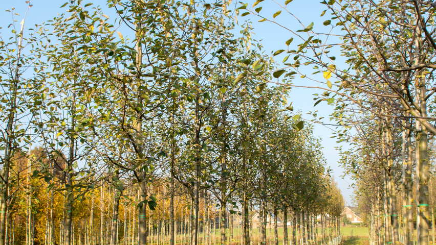 Malus domestica 'Gravensteiner' hoogstam