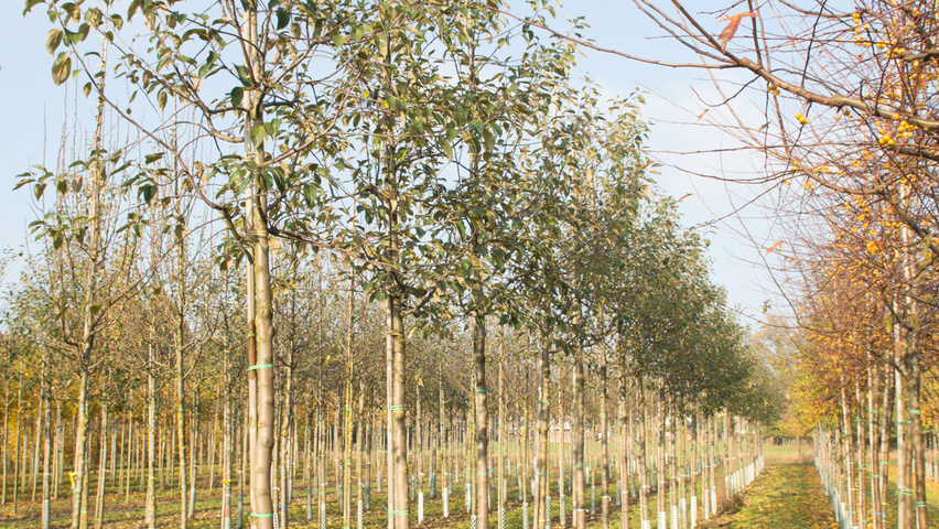 Malus domestica 'Gravensteiner' hoogstam