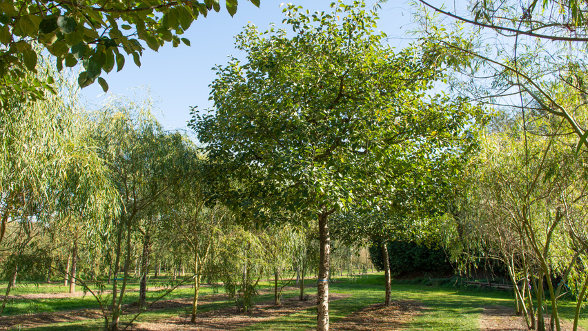 Malus domestica 'Gravensteiner' hoogstam