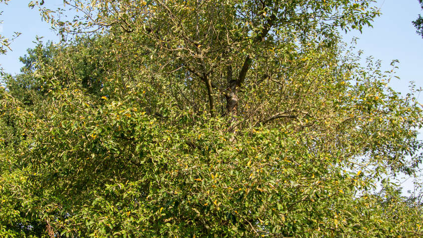 Malus domestica 'Gravensteiner' hoogstam