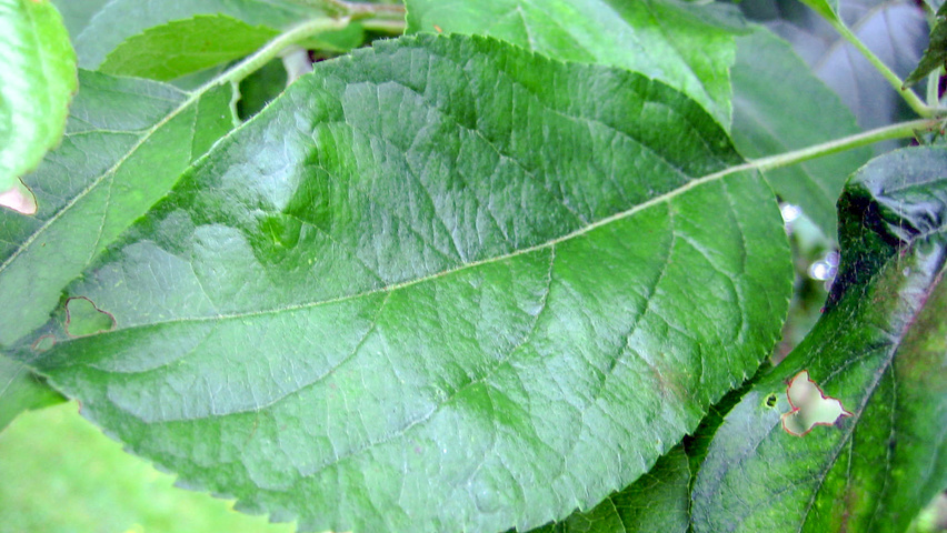 Malus domestica 'Gravensteiner' blad