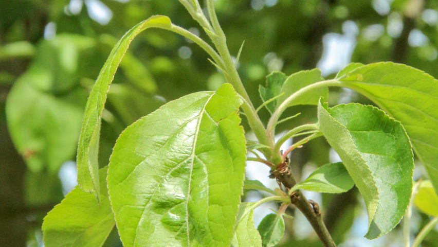 Malus domestica 'Gravensteiner' blad