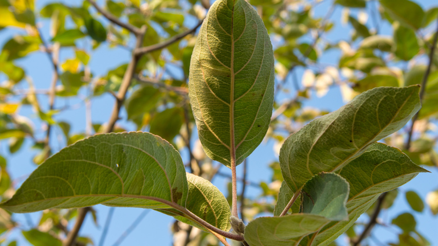 Malus domestica 'Gravensteiner' blad