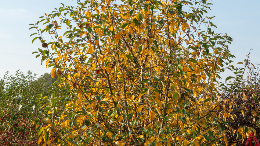Malus domestica 'Gravensteiner' meerstammig