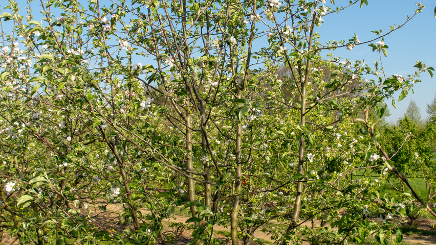 Malus domestica 'Gravensteiner' meerstammig