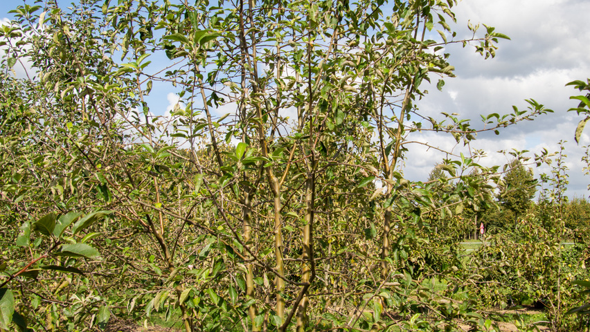 Malus domestica 'Gravensteiner' meerstammig
