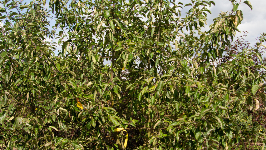 Malus domestica 'Gravensteiner' meerstammig