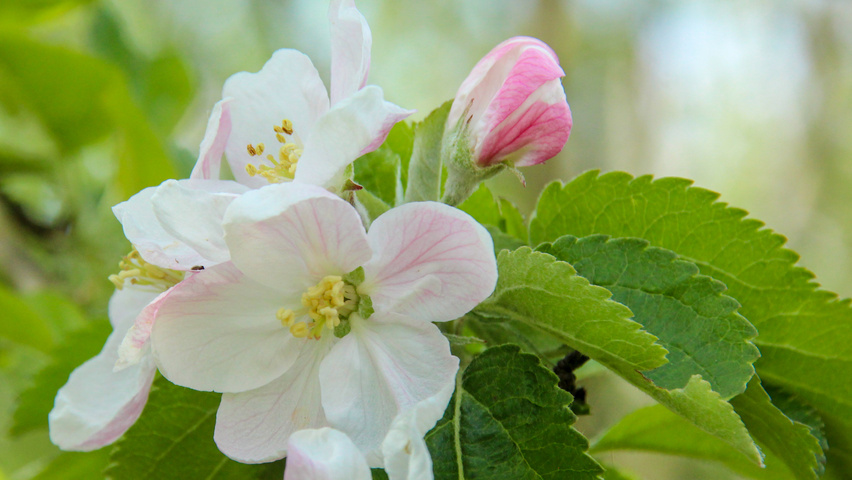 Malus domestica 'Groninger Kroon' цветки