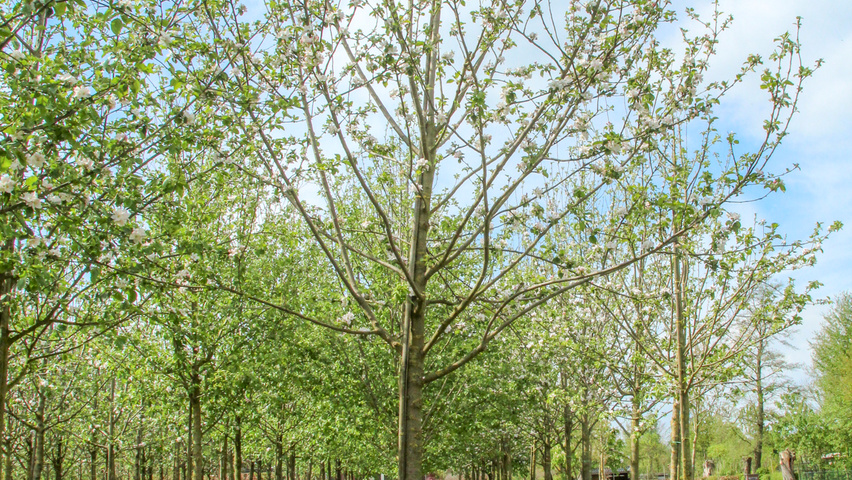Malus domestica 'Groninger Kroon' Деревья с высоким стволом (стандарт)