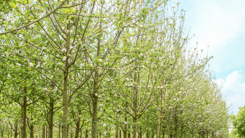 Malus domestica 'Groninger Kroon' Деревья с высоким стволом (стандарт)