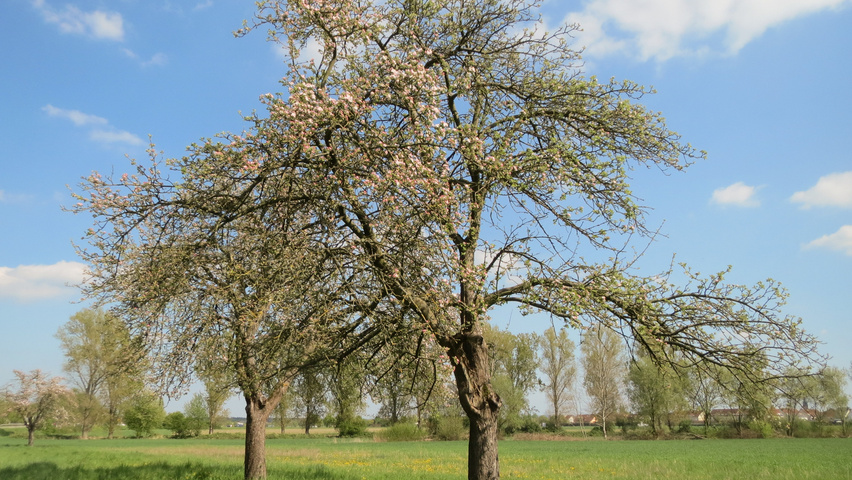 Malus domestica demi-tige