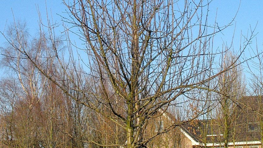 Malus domestica haute tige