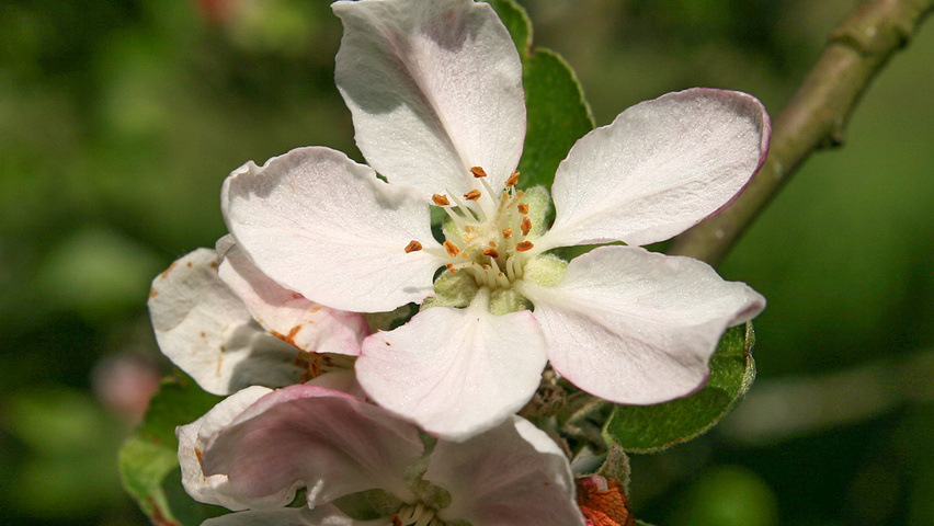 Malus domestica 'Jacques Lebel' bloem