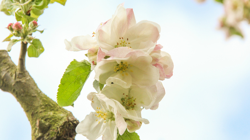 Malus domestica 'Jacques Lebel' bloem