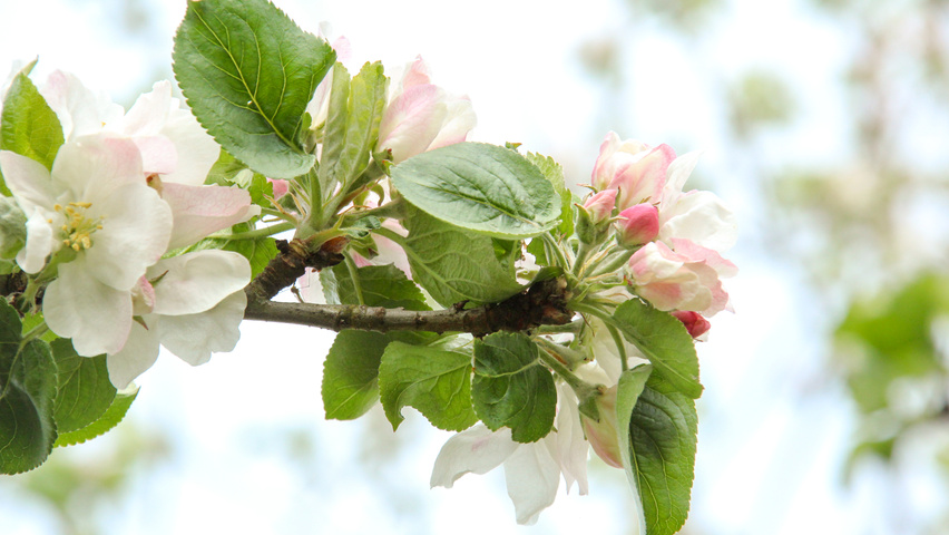 Malus domestica 'Jacques Lebel' bloem
