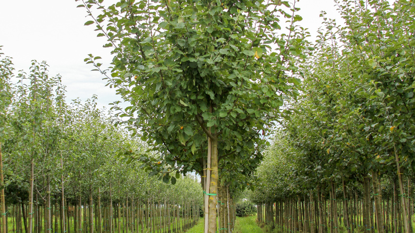 Malus domestica 'Jacques Lebel' hoogstam