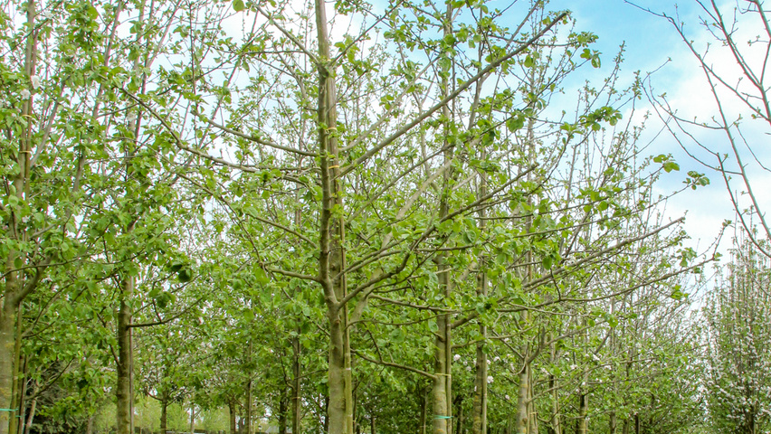 Malus domestica 'Jacques Lebel' hoogstam