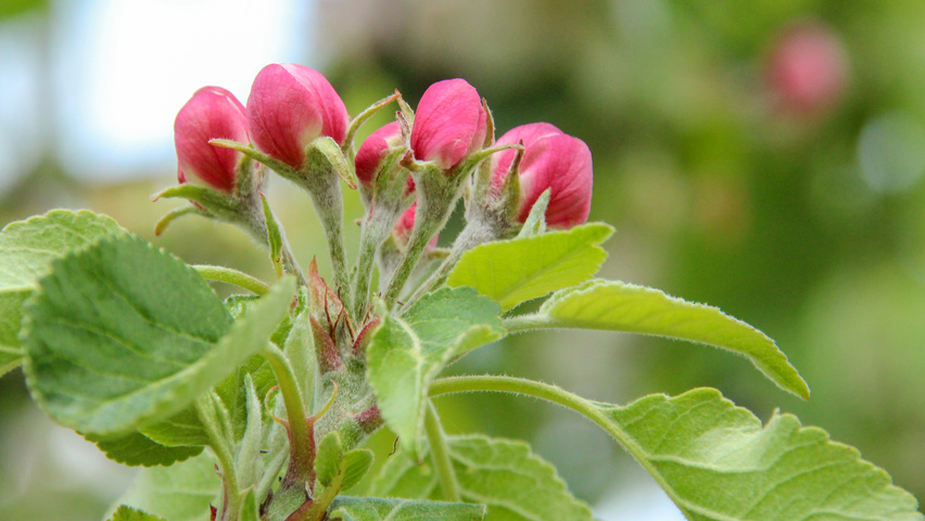 Malus domestica 'James Grieve' bloem
