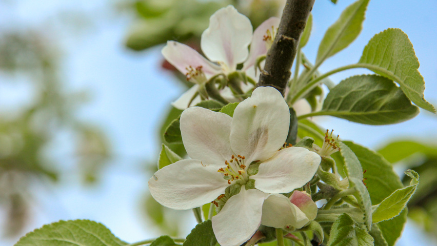 Malus domestica 'James Grieve' bloem
