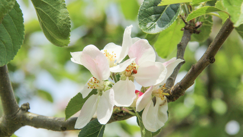 Malus domestica 'James Grieve' bloem