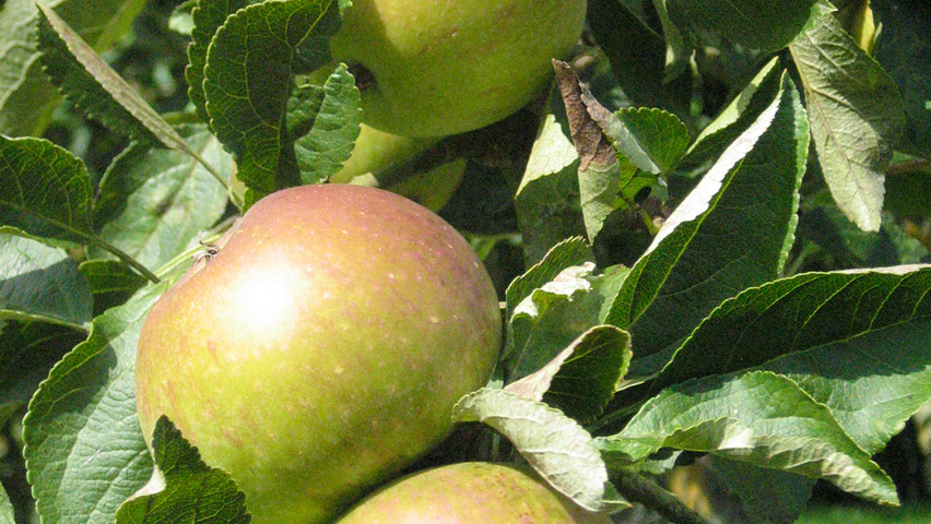 Malus domestica 'James Grieve' vrucht