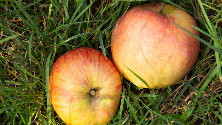 Malus domestica 'James Grieve' vrucht