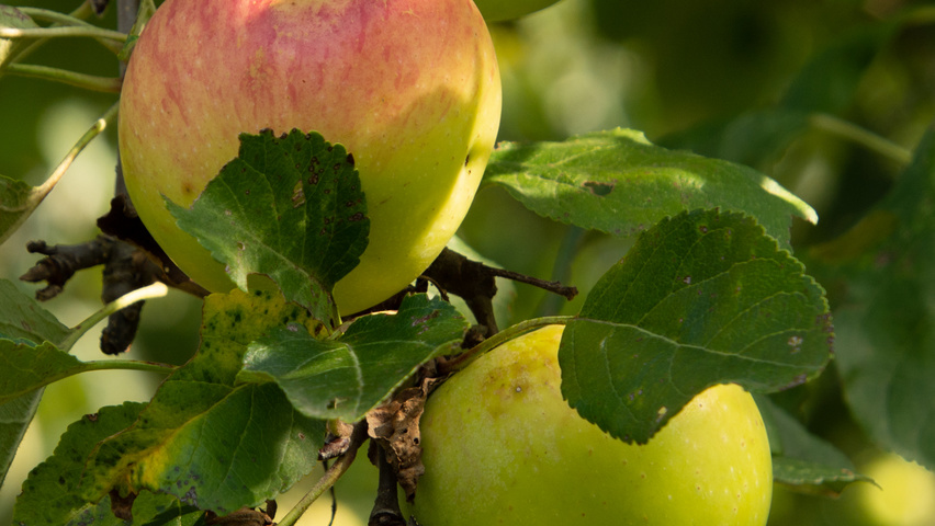 Malus domestica 'James Grieve' vrucht