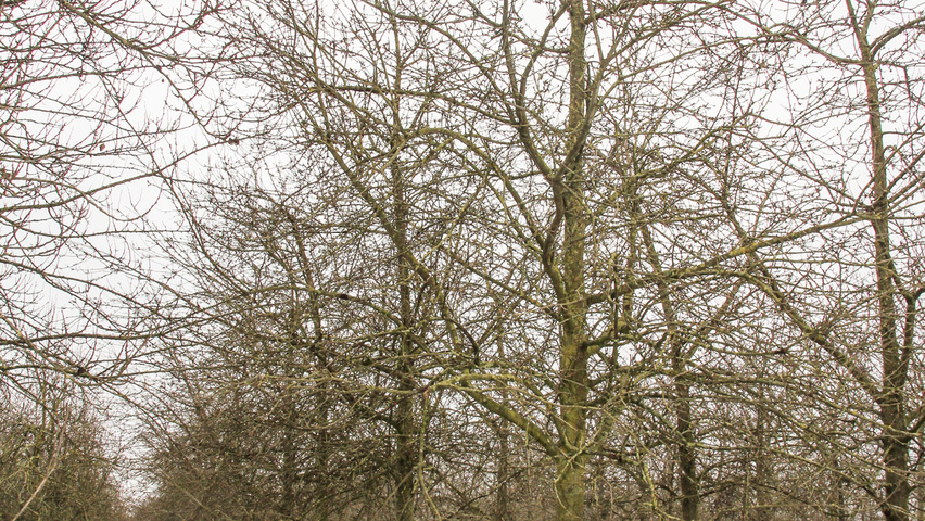 Malus domestica 'James Grieve' hoogstam